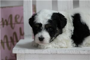 Murray - puppy for sale