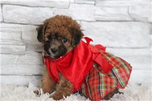 Estelle - puppy for sale