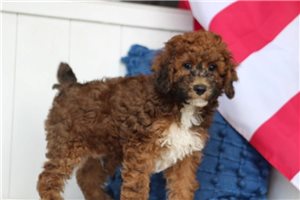 Eugene - puppy for sale