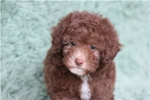 Livie - Poodle, Miniature for sale