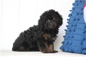 Esme - puppy for sale