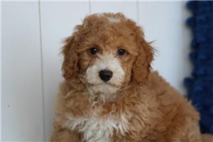 Evan - Miniature Poodle for sale