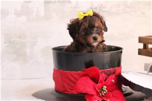 Muriel - Poodle, Miniature for sale