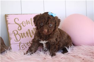 Leanne - puppy for sale