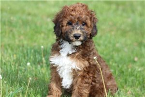 Eugene - Miniature Poodle for sale