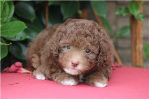 Lola - Poodle, Miniature for sale