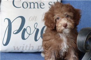 Livie - Poodle, Miniature for sale