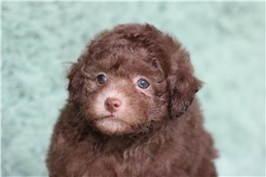 Lissy - Poodle, Miniature for sale