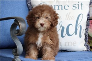 Lenny - Miniature Poodle for sale