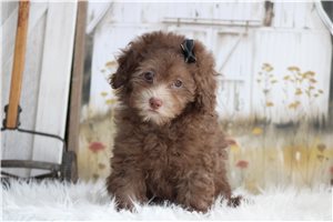 Lissy - Poodle, Miniature for sale