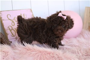 Luciana - puppy for sale