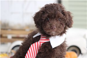Pacino - Poodle, Miniature for sale