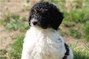 Everett - Miniature Poodle for sale