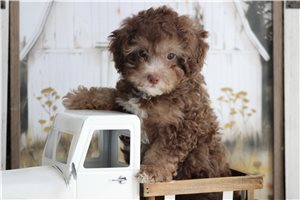 Lola - Miniature Poodle for sale
