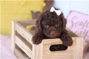Louisa - puppy for sale