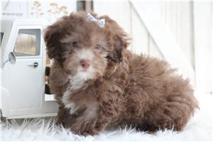 Livie - Poodle, Miniature for sale