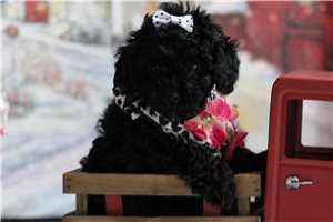 Maggie - Poodle, Miniature for sale