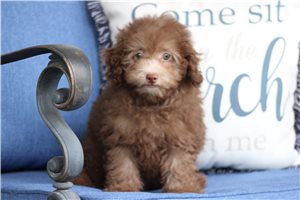 Lissy - Miniature Poodle for sale