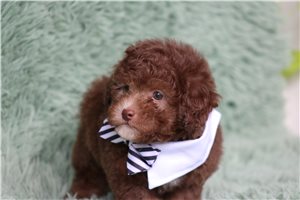 Lenny - Poodle, Miniature for sale
