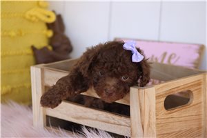 Lillian - puppy for sale