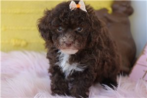 Leona - puppy for sale