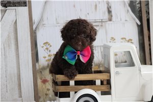 Pacino - Miniature Poodle for sale