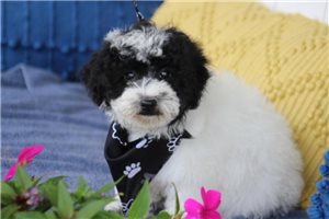 Frankie - Poodle, Toy for sale