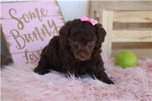 Octavia - Toy Poodle for sale