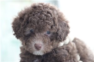 Mack - Toy Poodle for sale