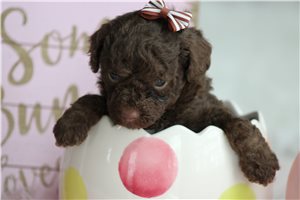 Leanne - puppy for sale