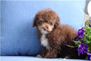 Oakland - Poodle, Toy for sale