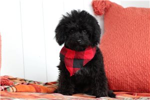 David - puppy for sale