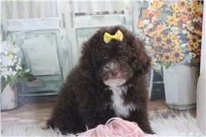 Leona - Poodle, Toy for sale