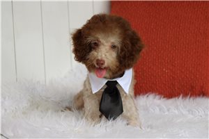 Mack - Poodle, Toy for sale
