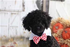 Thomas - puppy for sale