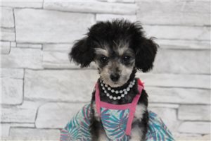 Etta - Poodle, Toy for sale