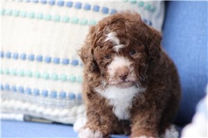 Pirate - Poodle, Toy for sale
