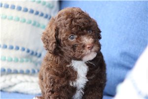 Pickles - puppy for sale