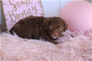 Mack - Toy Poodle for sale