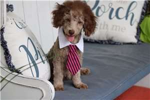 Poe - Poodle, Toy for sale