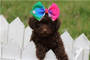 Louisa - Poodle, Toy for sale
