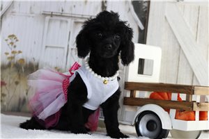 Tatum - puppy for sale