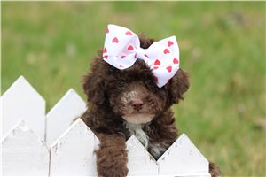 Leona - Poodle, Toy for sale