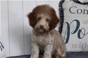 Mack - Poodle, Toy for sale