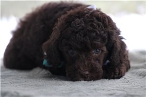 Othello - Poodle, Toy for sale