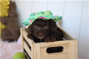 Othello - puppy for sale