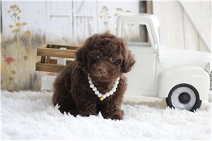 Paige - Miniature Poodle for sale