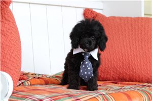 Dylan - puppy for sale