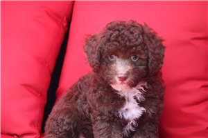 Pickles - Poodle, Toy for sale