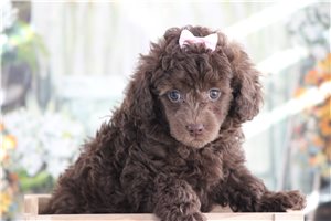 Olivia - Poodle, Toy for sale
